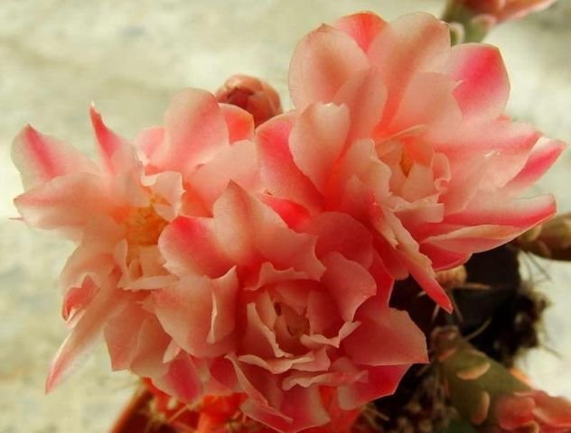 Gymnocalycium_ mihanovichii _variegata _cv.'Nishiki' 05